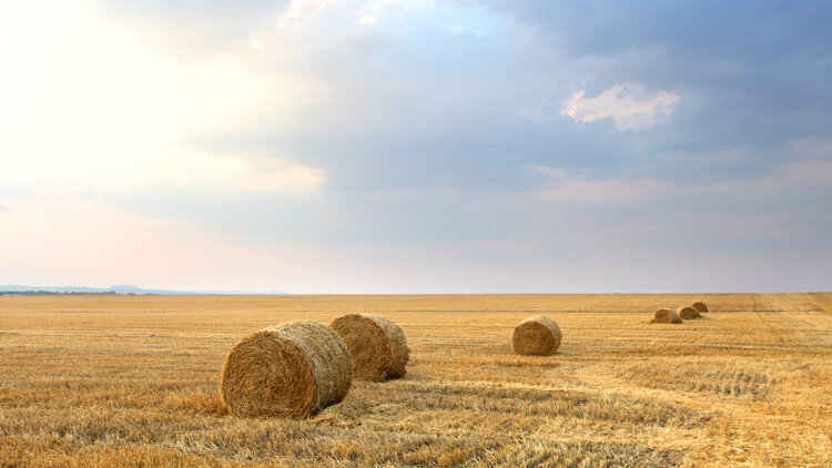 Lord of the Harvest