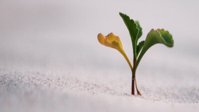 Planting the Vision (Part 1 of 2)