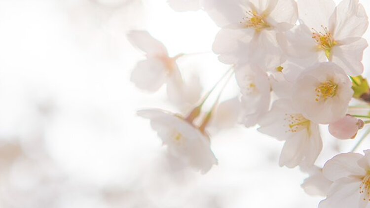 Free from the Slightest Flaw