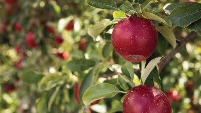 “What Is This You Have Done?”