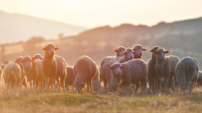 One Door, One Shepherd, One Flock (Part 2 of 2)