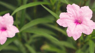 Genuine Salt of Humility