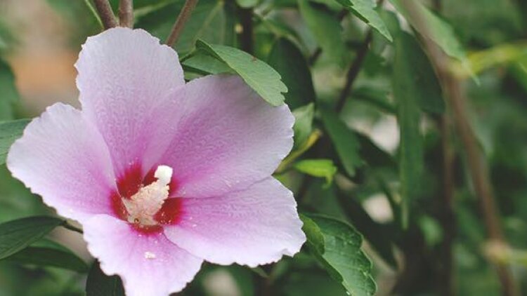 He Sets an Open Door