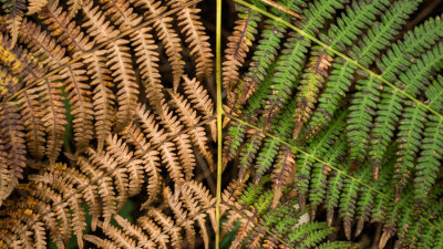 A Matter of Death and Life (Part 1 of 2)