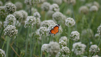 No Need for This Armor