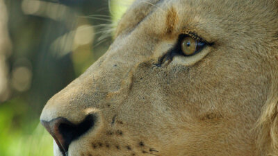 Five Words on Daniel (Part 2 of 2)