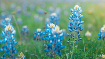 Frail as Summer’s Flower