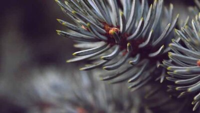 Tidings of Comfort and Joy (Part 1 of 2)