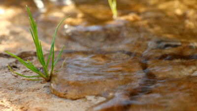 The Longing of the Thirsty