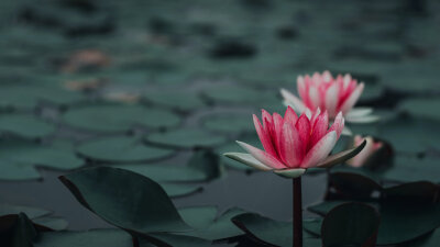 Who Do You Say That I Am?