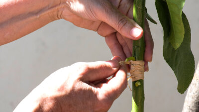 To the Praise of His Glory (Part 2 of 2)