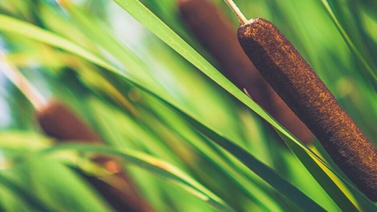 The Steadfast Love of the Lord