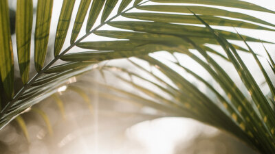 Divine King (Part 1 of 2)