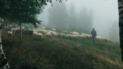 Compassionate Shepherd