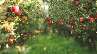 Work with Your Whole Heart 