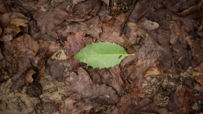 All In! (Part 2 of 2)