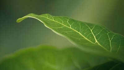 The Gospel Transforms Lives — Part Four