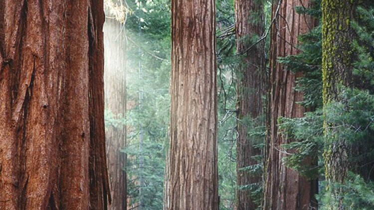 Renew Your Strength through God