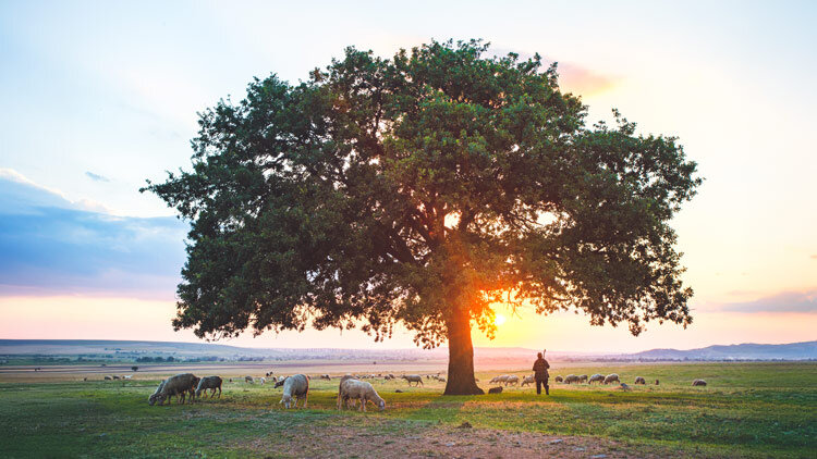Caring for His Own Sheep