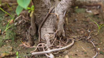 Lessons From the Fig Tree (Part 2 of 4)