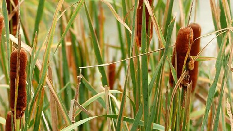 A Bruised Reed