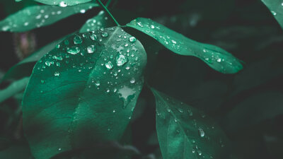 Jesus: Despised and Rejected (Part 2 of 2)