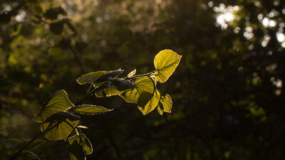 The Path Toward Rejoicing