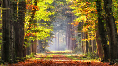 Divine Righteousness Applied