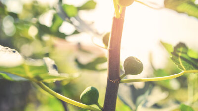 Lessons from the Fig Tree (Part 1 of 4)