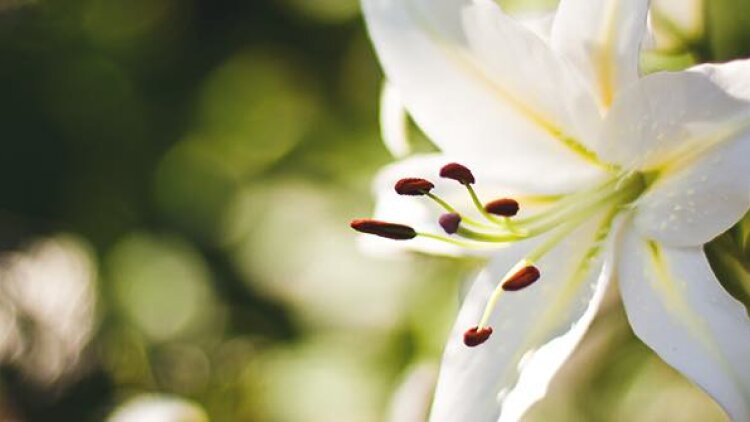 Christ's Precious Wounds