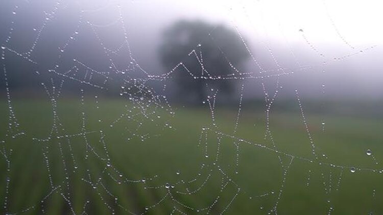 A Spider’s Web