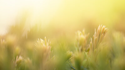 From Grumbling to Gratitude