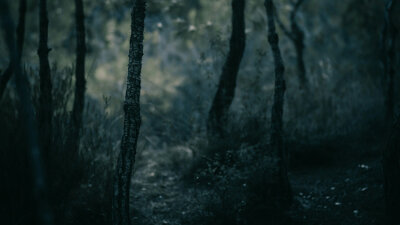 Jesus Betrayed and Arrested