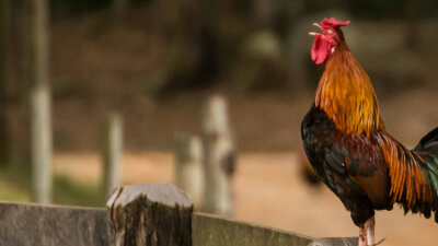 When the Rooster Crows (Part 2 of 2)