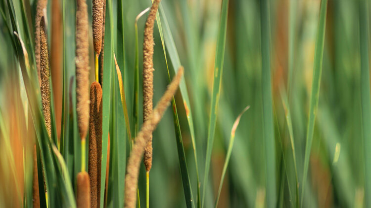 A Bruised Reed