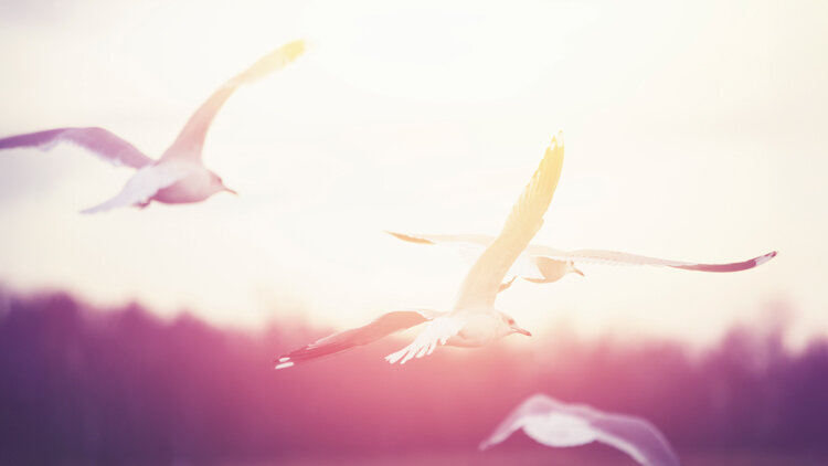 Rest With Our Champion