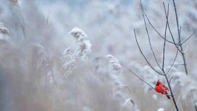 My Help Comes from the Lord