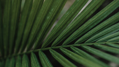 Palm Sunday Perspective (Part 2 of 3)
