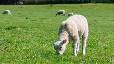 Compassionate Shepherd