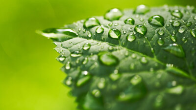 How Does God's Kingdom Grow?