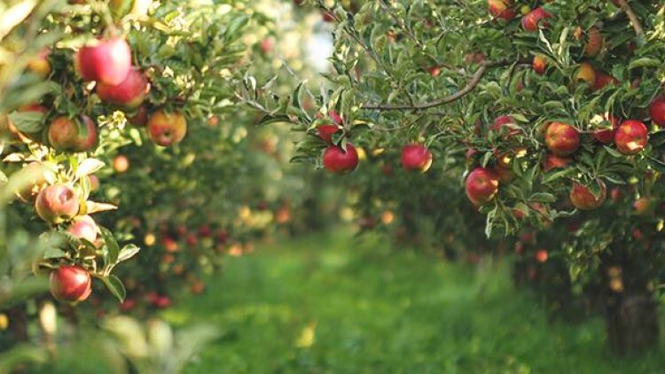 Work with Your Whole Heart 