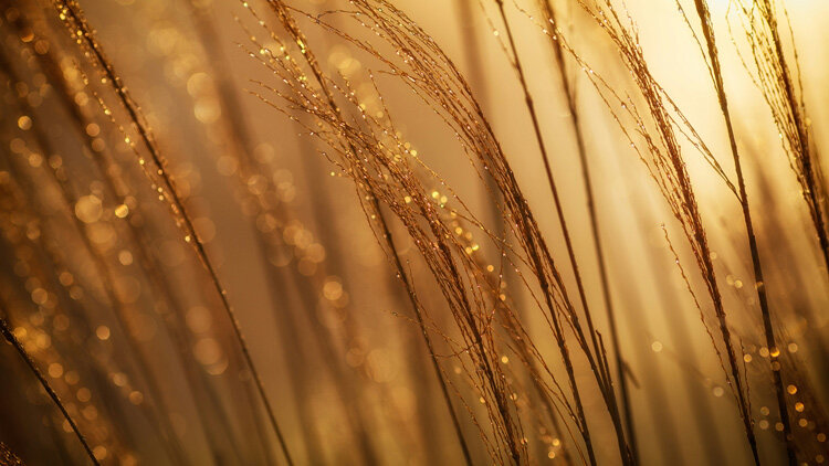 Our Union with Christ