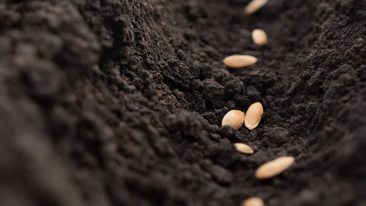 Your Faith Has Saved You