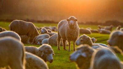 “The Sheep Hear His Voice” (Part 1 of 2)