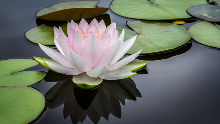 Think Highly of Christ