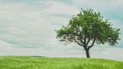 Lessons from the Fig Tree (Part 2 of 4)