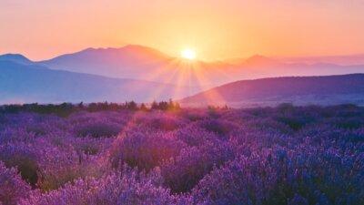 A New Place to Dwell