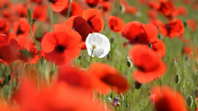 A Lesson in Dying (Part 3 of 4)