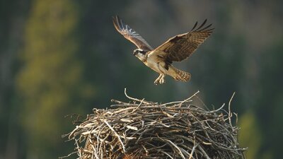 He Never Ceases to Remember