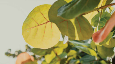 God’s Basic Design (Part 1 of 2)